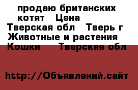 продаю британских котят › Цена ­ 3 000 - Тверская обл., Тверь г. Животные и растения » Кошки   . Тверская обл.